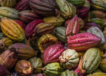 Relancer la filière cacao au Congo Brazzaville