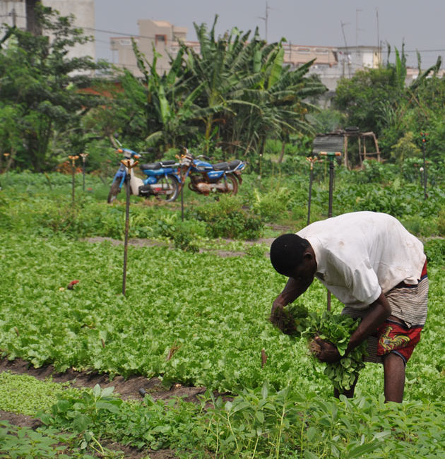 Afrique de l’Ouest : l’agriculture familiale peut nourrir les villes