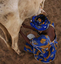 Du lait local pour les villes du Sénégal