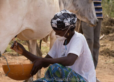 Femme en train de traire une vache