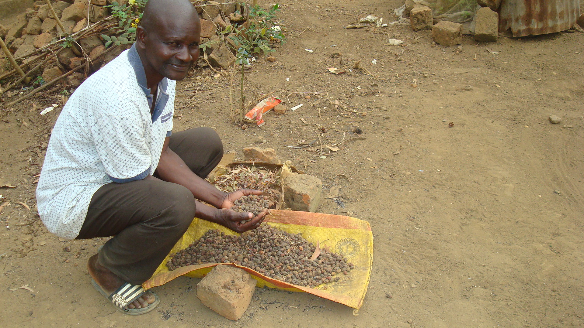 expérimentation de certaines cultures - Nkayi 2021, pcpacongo