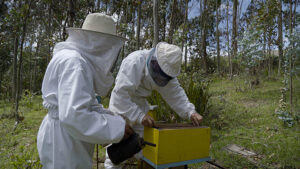 Une terre sans abeilles © Nicolas Dupuis-web